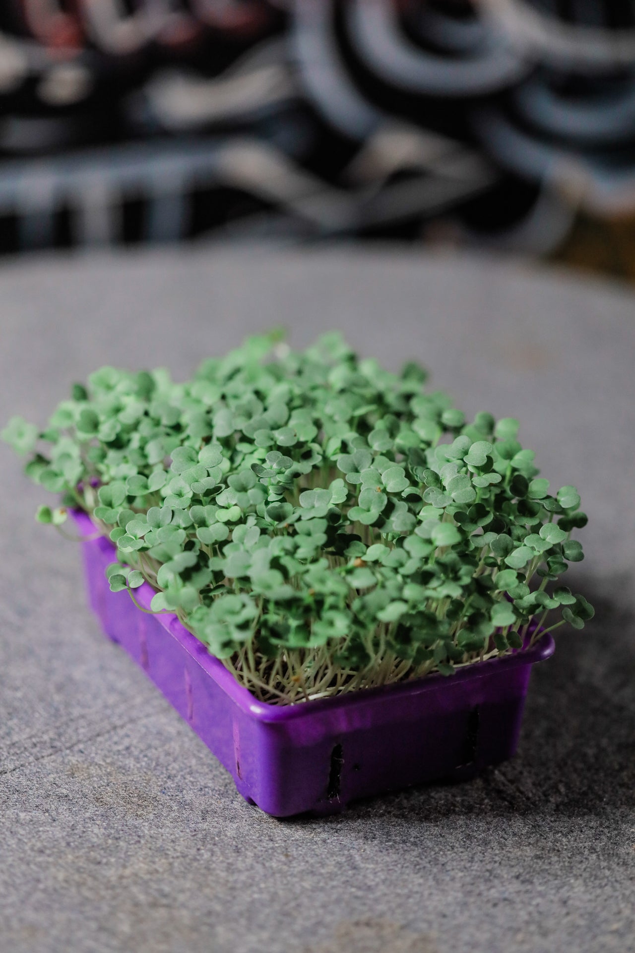 Solana Greens - Mini Grow Kits Version 2 (4797204955170)