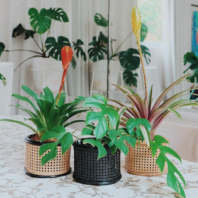 Fun Nest - Solihiya Planter (4799393234978)