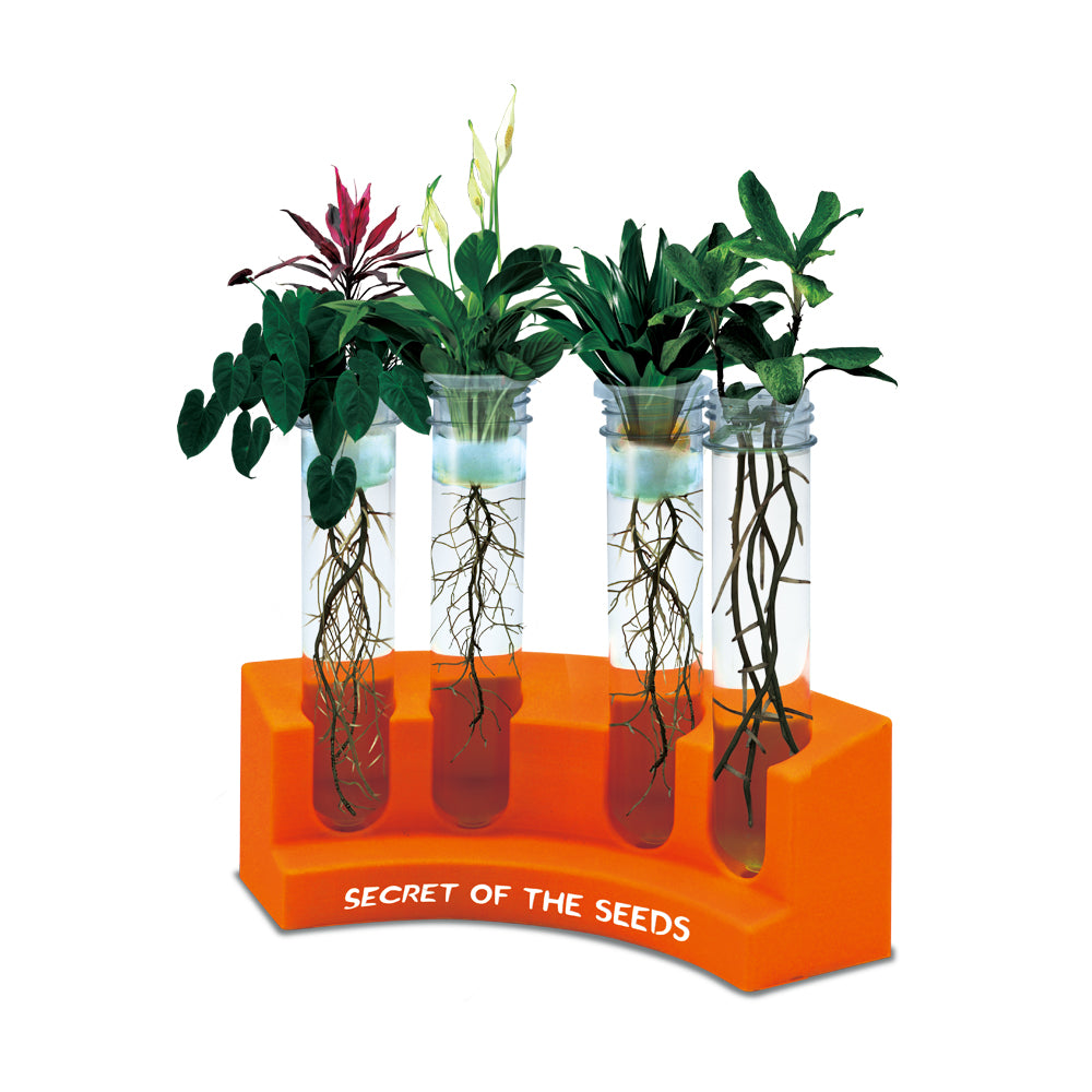 Hello Happy Nina - Big Bang Science STEAM Experiment Kit (Explore Growth of Plants) (4828421357602)