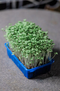 Solana Greens - Mini Grow Kits Version 2 (4797204955170)