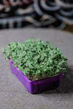 Load image into Gallery viewer, Solana Greens - Mini Grow Kits Version 2 (4797204955170)
