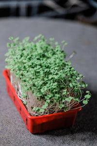 Solana Greens - Mini Grow Kits Version 2 (4797204955170)